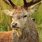 Profile Picture of Steve Fenton (@stevef.stop) on Instagram