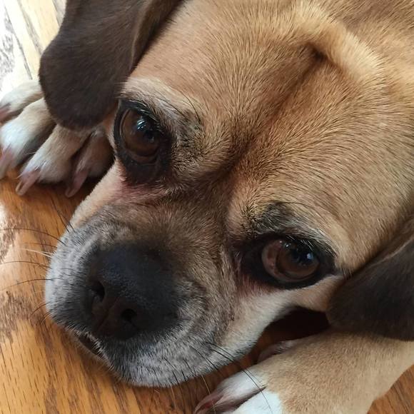 Profile Picture of Jeanine Sciarra (@jensalou1) on Poshmark