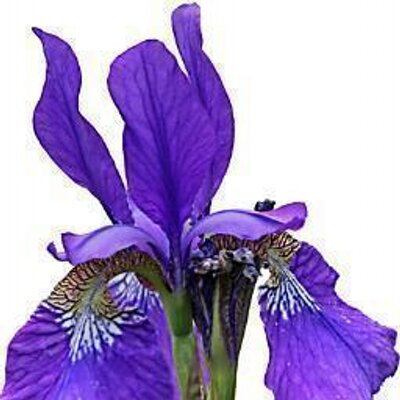 Profile Picture of Keith Symonds (@Apsleygardening) on Twitter