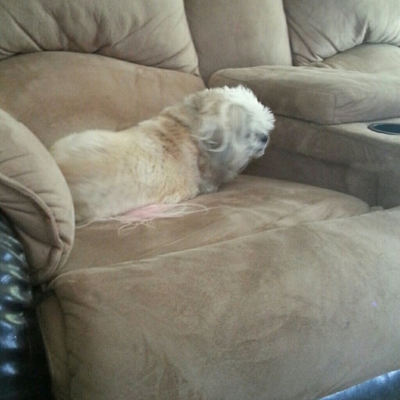 Profile Picture of Lisa Kruisenga (@lkruisenga) on Poshmark