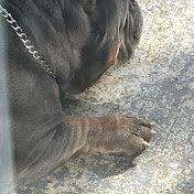 Profile Picture of Steve Francois (@SteveFrancois-g1v) on Youtube