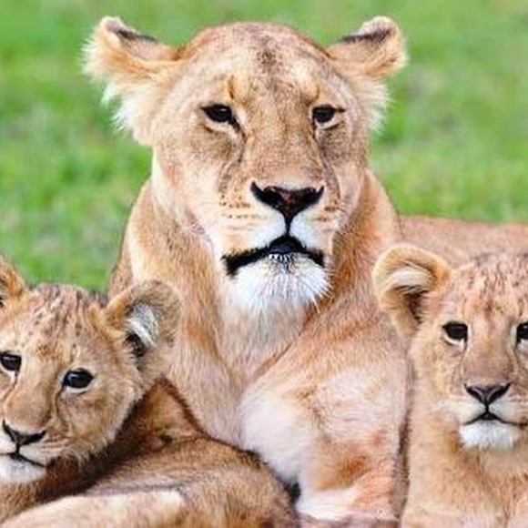 Profile Picture of X Grenade (@raisingroyalty) on Poshmark