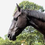 Profile Picture of Julie Hiles (@oasisflyer) on Instagram