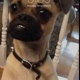 Profile Picture of Kelly Mason (@cocomason2) on Pinterest