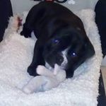 Profile Picture of Brodie (@dznbrodie) on Instagram