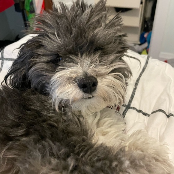 Profile Picture of Izzy Stewart-adams (@izzystewartadam) on Poshmark