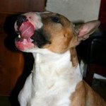 Profile Picture of Leah Hanson (@le4h1087) on Instagram