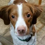 Profile Picture of Archie (@archiecolinlockhart) on Instagram