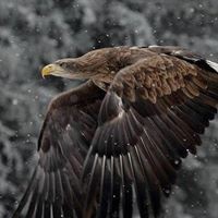 Profile Picture of John Macgillivray (@john-macgillivray-6) on Quora