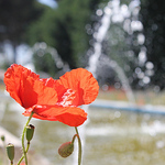 María Arroyo - Flickr Profile Picture of María Arroyo (@mariarroyop) on Flickr