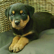 Profile Picture of Brian Bolanos (@brianbolanos7657) on Youtube