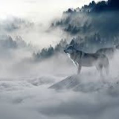 Profile Picture of Wayne (@BrodieWayne333) on Twitter