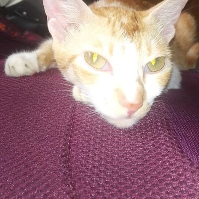 Profile Picture of Kunj Jain (@Kunj497) on Twitter