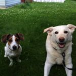 Mindy & Mussu🐶🎀 - Instagram Profile Picture of Mindy & Mussu🐶🎀 (@twofurrybuddies) on Instagram