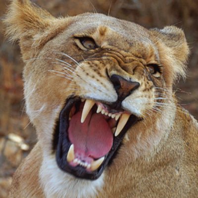 Candice Hankins  💕 🌸 💐 🌸 💕 - Twitter Profile Picture of Candice Hankins  💕 🌸 💐 🌸 💕 (@candylhankins) on Twitter