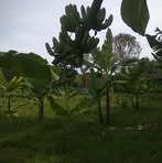 Profile Picture of Celerino Gregorio Jr. (@celerinogregoriojr) on Facebook