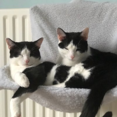 Profile Picture of Ruby (@RubyOfStone) on Twitter