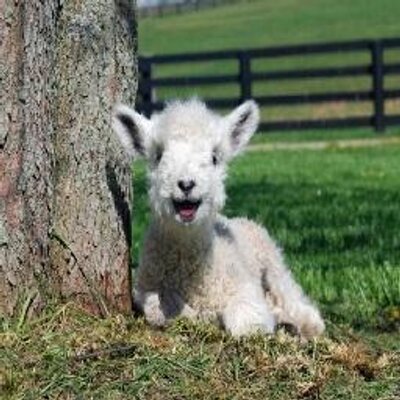 Profile Picture of Adam McFaull (@AdamMcFaull1) on Twitter