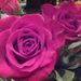 Profile Picture of Nanette Alvarez (@alvarezn0344) on Pinterest