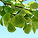 Profile Picture of Andrea Hansen (@annihansen2012) on Flickr