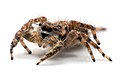 Profile Picture of Jumping spider - Wikipedia, the free encyclopediaon Wikipedia