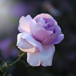 Profile Picture of Claudia (@lostinblooms) on Instagram