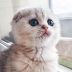 Profile Picture of THOMAS💙Scottish Fold (@thomas.scottish_fold) on Instagram