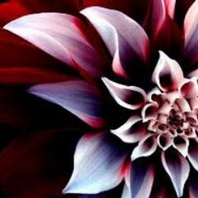 Profile Picture of Lisa Falsetti (@LisaFalsetti) on Twitter