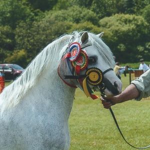 Profile Picture of Sue Harries (@maesmynis) on Myspace