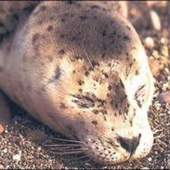 Profile Picture of Michael Merta (@KingGustaf) on Twitter