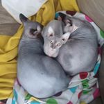 Profile Picture of bruce, harvey and lillian (@lilbruha_sphynx) on Instagram