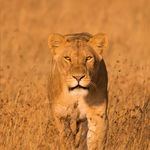 Profile Picture of Daniel Cazorla Manchon (@daniel_cazorla_manchon) on Instagram