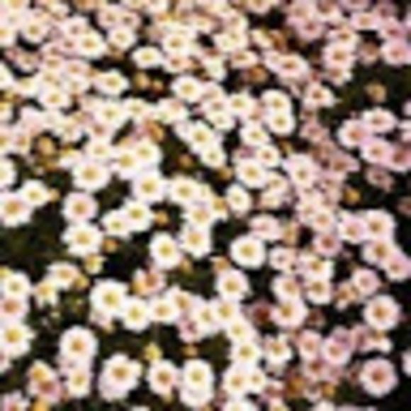 Profile Picture of Isabel Ceballos (@isabel_ceballos) on Poshmark