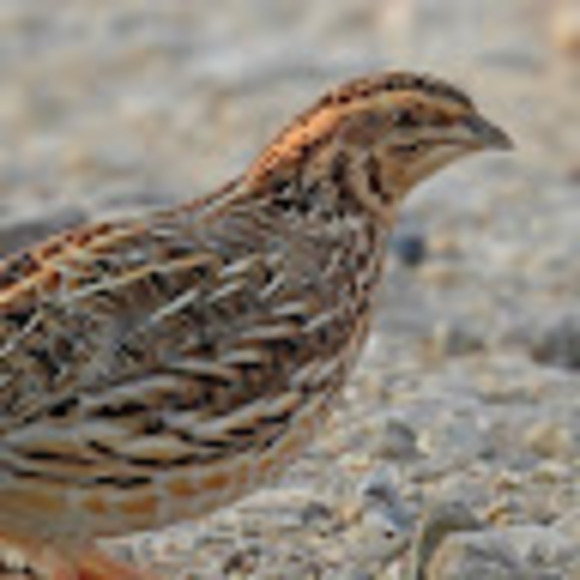 Profile Picture of Cosimo Spiotta (@cosimospiotta08) on Poshmark