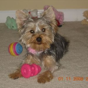 Profile Picture of Allison Pavletic (@172493895) on Myspace