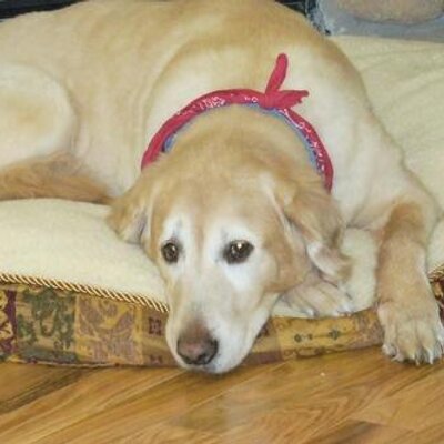 Profile Picture of Richard Cichocki Jr (@richcichocki) on Twitter