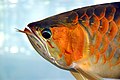 Profile Picture of Asian arowana - Wikipediaon Wikipedia