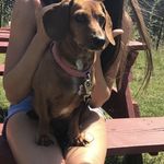 Profile Picture of Haley Smith’s Weiner Dog (@daisy_the_ween) on Instagram