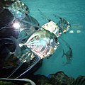 Profile Picture of Alectison Wikipedia