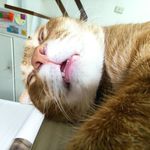 Profile Picture of Lucy Hsieh (@lucy_babymom) on Instagram
