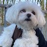 Profile Picture of Karl Weidemann (@karl1943weitemann) on Pinterest