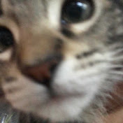 Profile Picture of Danlin Seballos (@danlinseballos8887) on Youtube