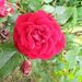 Profile Picture of Paula Jeffery (@jeffery5129) on Pinterest
