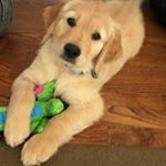 Profile Picture of Lisa OHanian (@lisaoandbenny) on Instagram