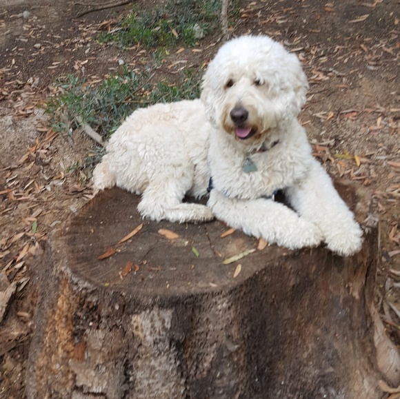 Profile Picture of Greg Shavitz (@glttgroove) on Poshmark