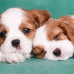 Profile Picture of Anna-Karin Lindroth (@lindrothannakarin) on Instagram