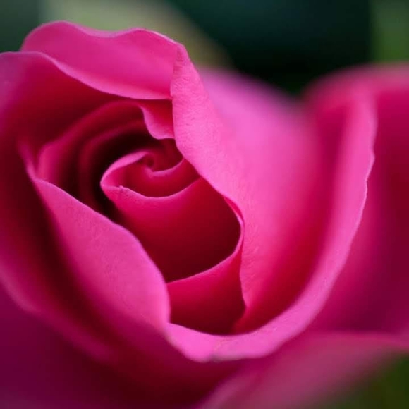 Profile Picture of Bernice Allen (@bdallengreg) on Poshmark