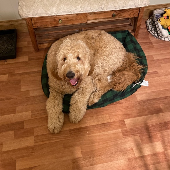 Profile Picture of Lacey Vandyne (@ldvandyne) on Poshmark