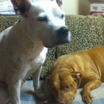 Profile Picture of David Pinard (@sockthepitbull) on Twitter