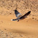 Profile Picture of fahad alsultan (@fahadalsultan2002) on Instagram